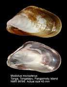 Modiolus micropterus